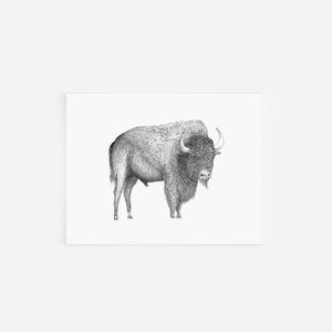 Biglietti di auguri con bisonte, biglietti e buste bianche, arte in bianco e nero, disegno a penna e inchiostro, illustrazioni disegnate a mano, bufalo del Colorado occidentale