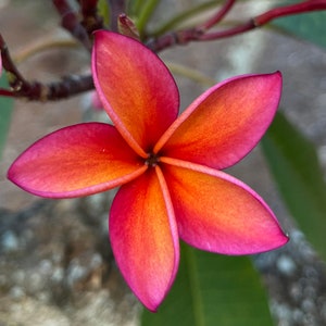 Cadeau Plumeria hawaïen doré coupe pêche orange frangipanier parfum sucré plante non racinée 12-14"