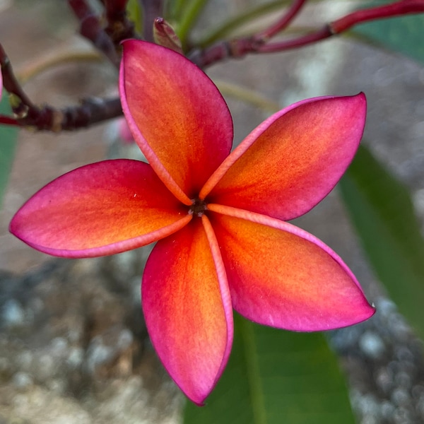 Hawaiian Plumeria Angus Gold Cutting Peach Frangipani Sweet Fragrance Plant 12-14"
