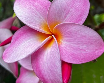 Cotton Candy Plumeria Cutting 13