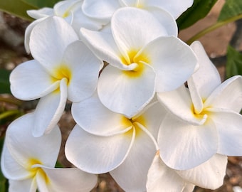Hawaiian Plumeria Champa (white) Gift Huge Blooming unrooted cutting 10-12' Big Flower