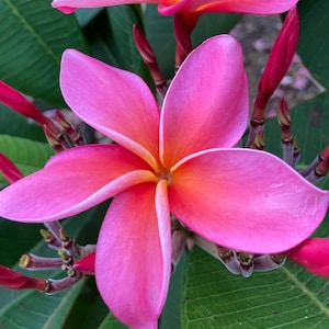 Esqueje sin raíces de Plumeria Frangipani de Dean Conklin, flor fragante de color rosa anaranjado, planta viva de 25-30 cm de altura.