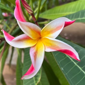 Frangipani fragante "Jean Moragne" Plumeria Esqueje sin raíces 3-3,6 m de altura Planta tropical hawaiana Regalo