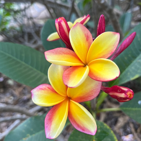 Rainbow Yellow Frangipani Hawaiian Plumeria Gift Unrooted Cutting Tropical Exotic Plant 10-12" tall