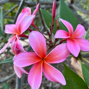 Hawaii Grown BALI WHIRL Rooted Plumeria Tree - Etsy