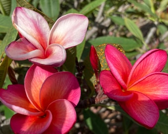 May include: A close-up of three plumeria flowers in shades of pink and orange. The flowers have five petals and a spiral centre. The background is filled with green leaves and other plumeria buds.
