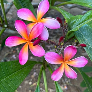 May include: Close-up of vibrant plumeria flowers with pink petals that fade to orange and yellow at the center. The flowers are in full bloom, with green leaves and buds visible. The image captures the tropical beauty of the flowers.