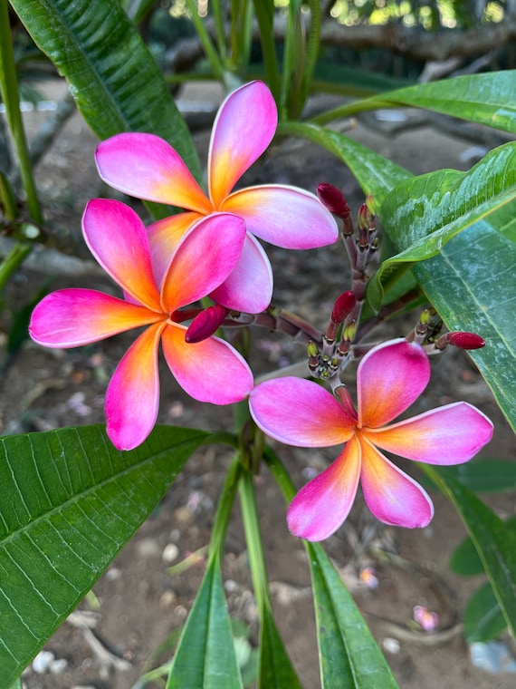 Frangipani Plumeria KANEOHE SUNBURST Cutting Lilac Orange Flower Plant  12-14 Inch - Etsy