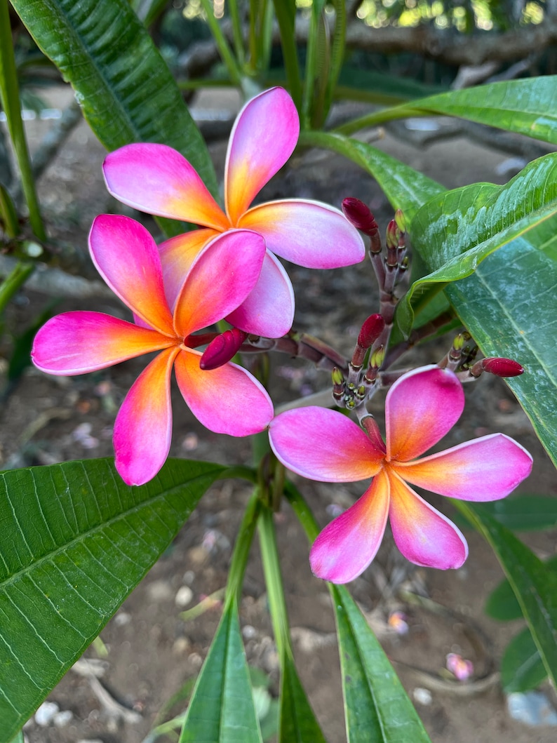 May include: Close-up of vibrant plumeria flowers with pink petals that fade to orange and yellow at the center. The flowers are in full bloom, with green leaves and buds visible. The image captures the tropical beauty of the flowers.