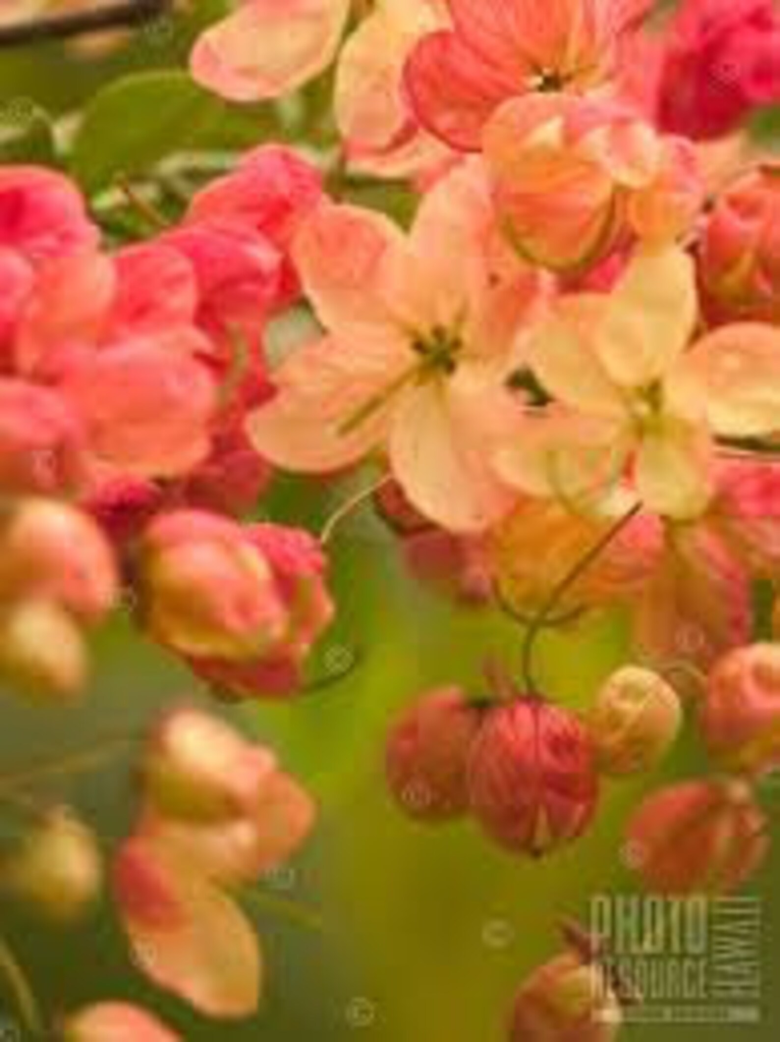 50 Rainbow Shower Tree seeds from Hawaii Etsy