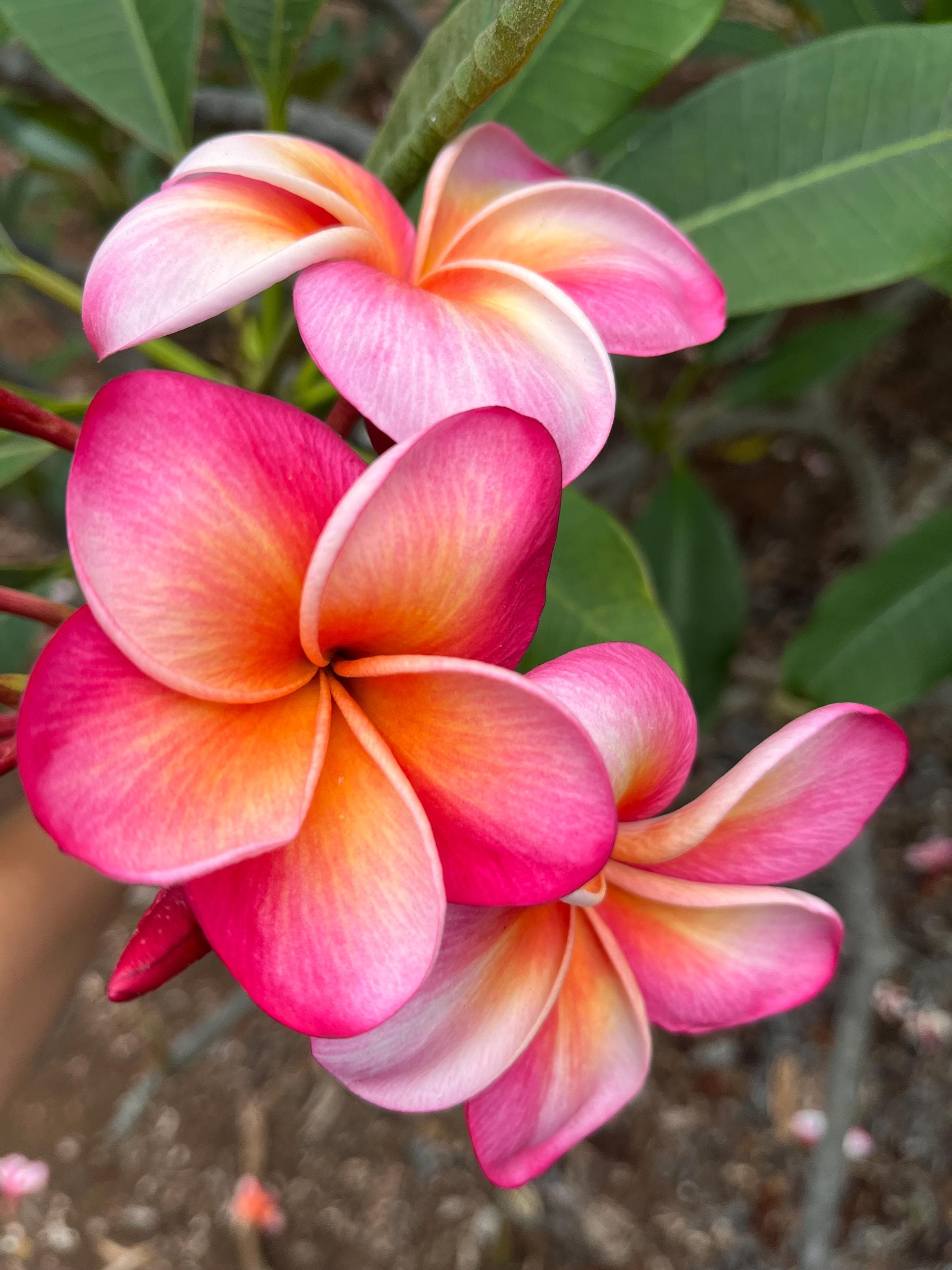 Hawaiian Frangipani Plumeria Cutting 
