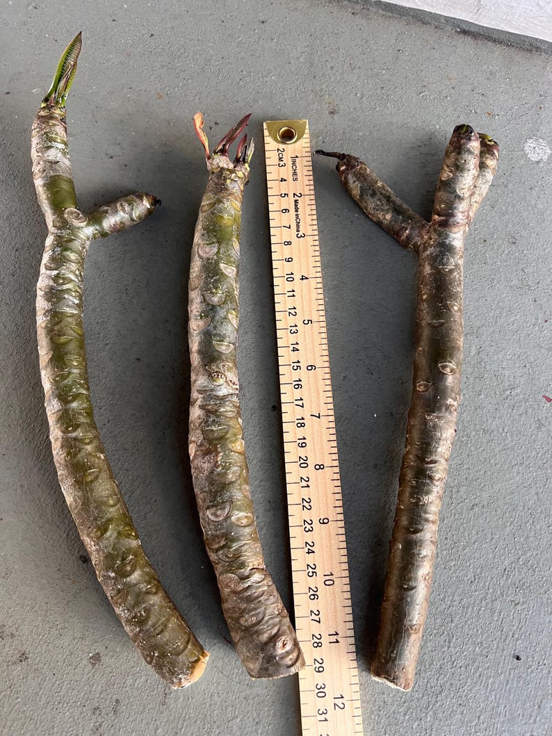 May include: Three plumeria cuttings with green and brown bark are displayed next to a ruler. The ruler shows measurements in inches. The cuttings have small buds at the ends, ready to sprout. (approx. 25-30 cm)