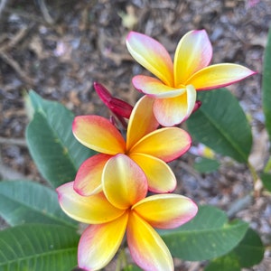Hawaiian Frangipani Plumeria Lei Rainbow Unrooted Cutting 10-12 in Tropical Exotic Plant, Flower 3&quot; dia