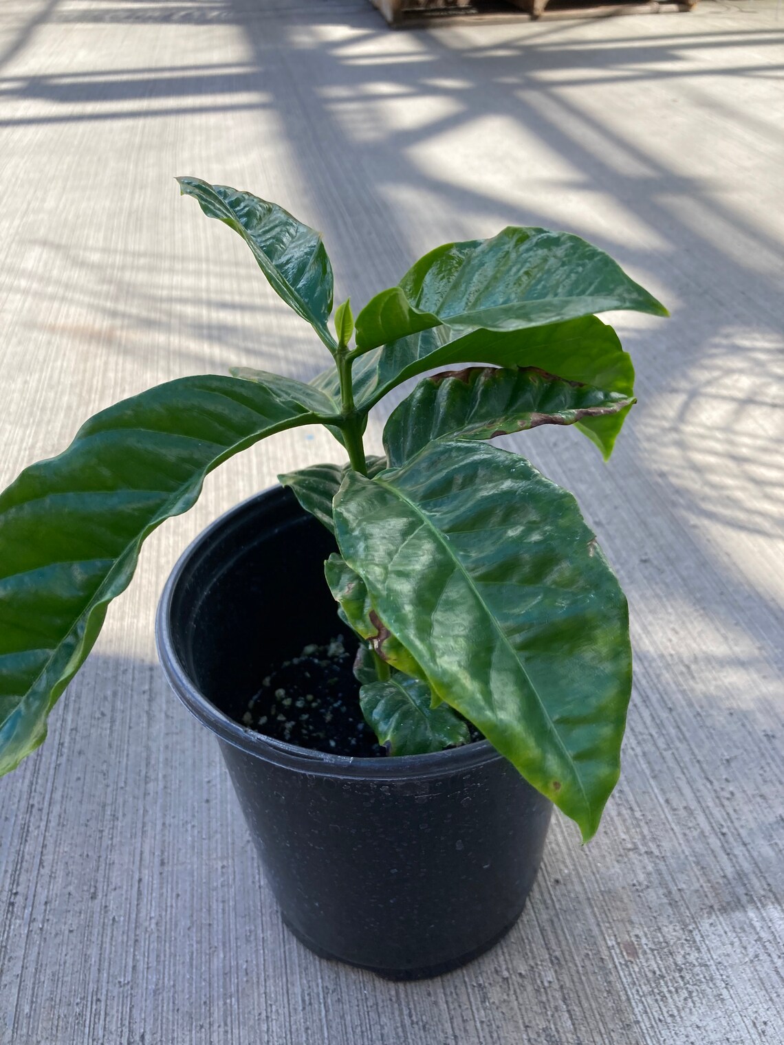 Kona Coffee Plant de Hawaii 1 galón Etsy