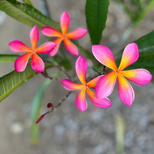 May include: Close-up of vibrant pink and orange plumeria flowers with yellow centers. The flowers have five petals and are arranged on a branch with green leaves. The background is blurred, highlighting the colorful blooms.