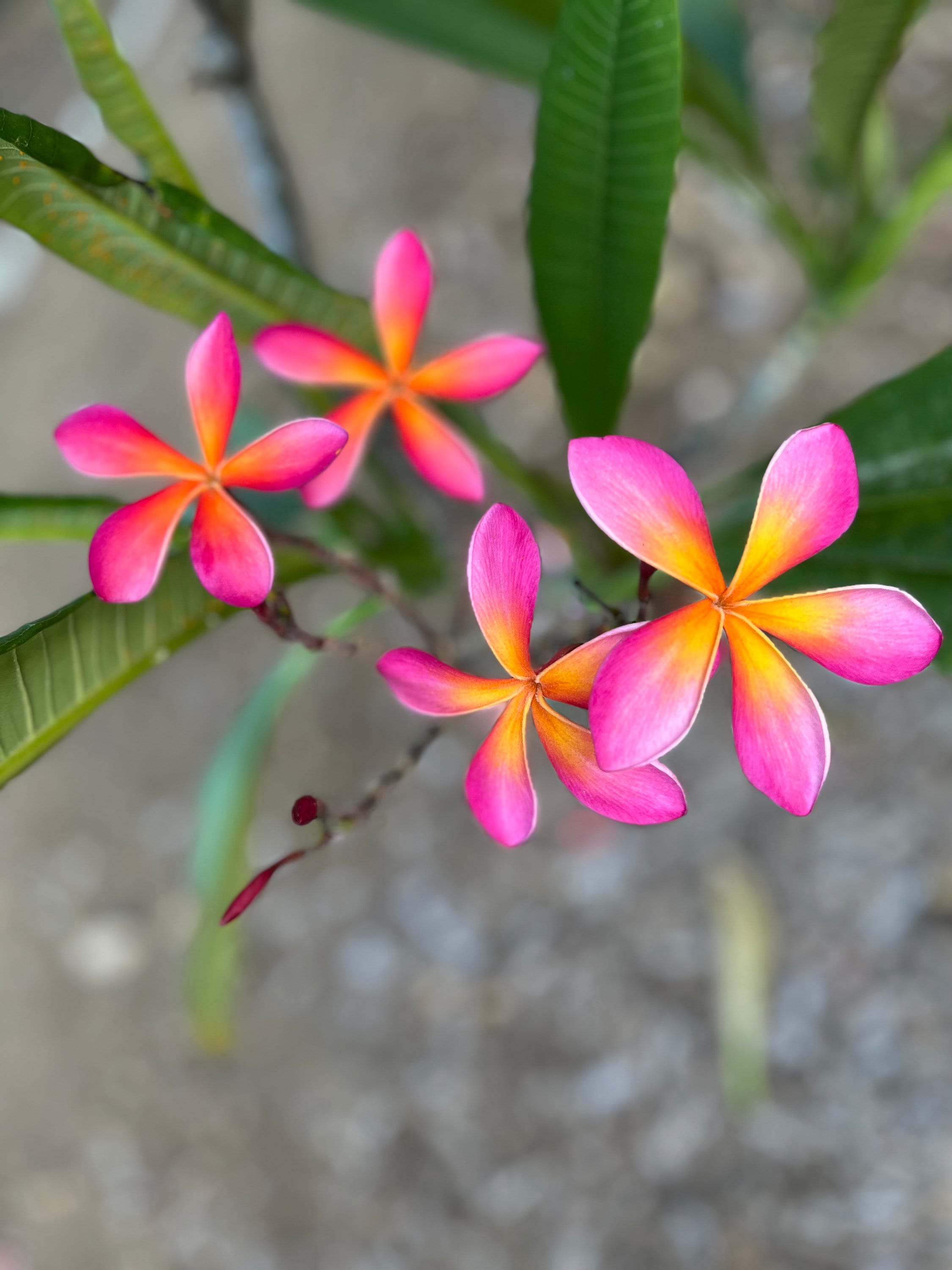 Hawaiian Frangipani Plumeria KANEOHE SUNBURST Unrooted