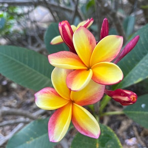 Rainbow Frangipani Plumeria Cutting, Yellow Red Bloom, Tropical Exotic Plant 10-12" live plant