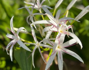 Sale!! White Giant Spider Lily Crinum 12 Bulbs !!! Seeds !! Fresh From  Hawaii - Etsy