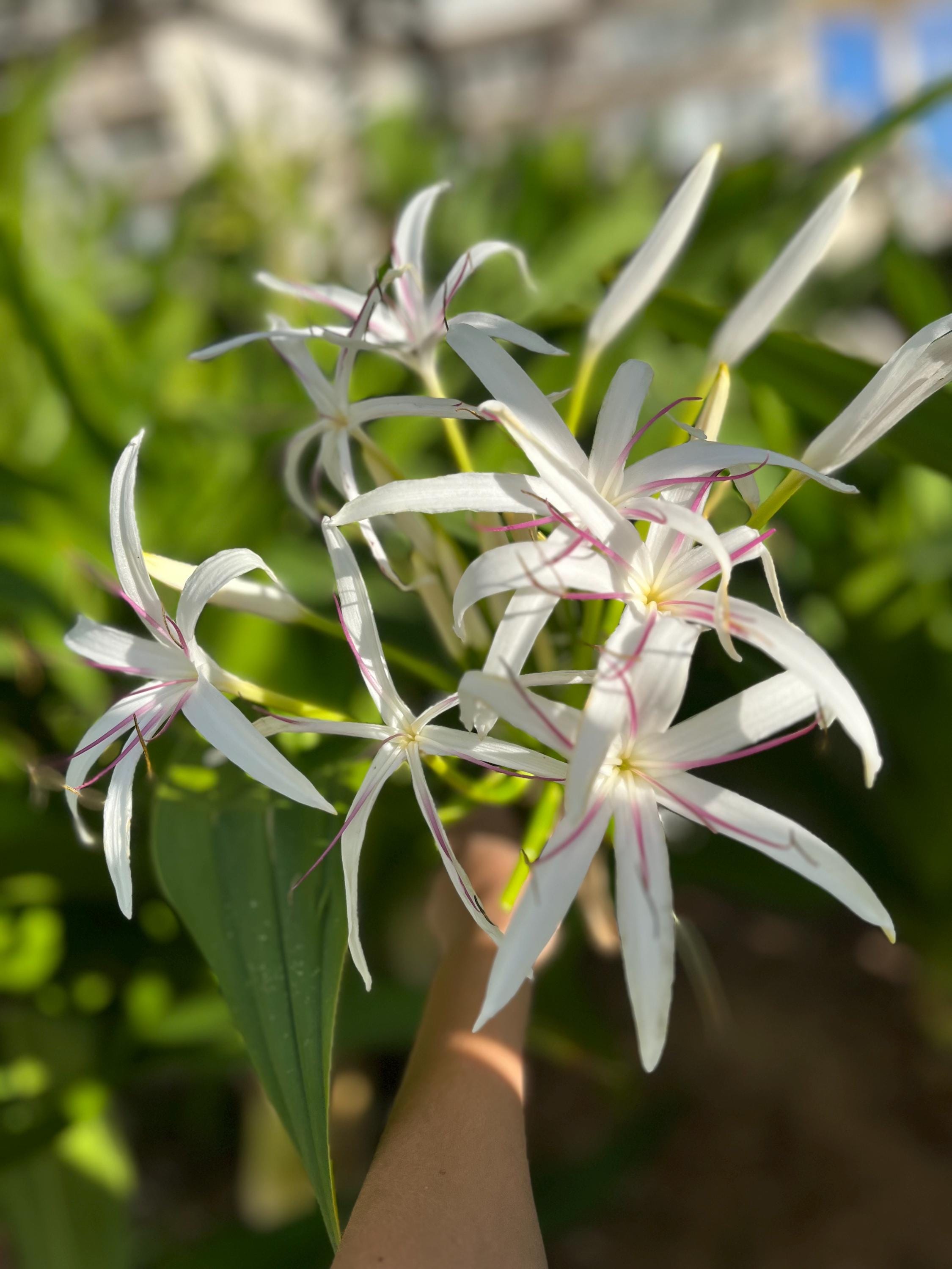 Sale!! White Giant Spider Lily Crinum 12 Bulbs !!! Seeds !! Fresh From  Hawaii - Etsy