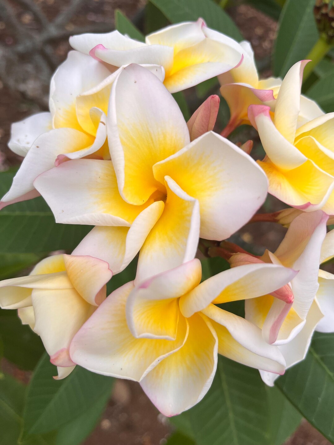 Hawaiian Frangipani Plumeria Gift Cutting Yellow Cindy Moragne
