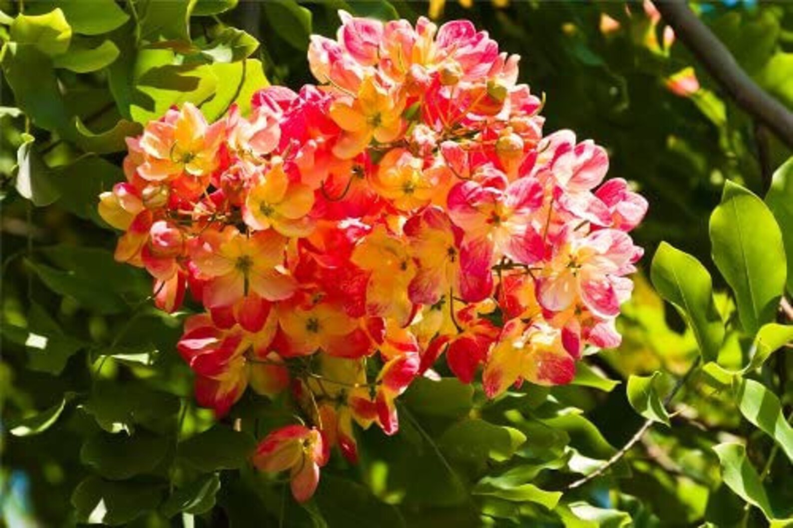 50 Rainbow Shower Tree seeds from Hawaii Etsy