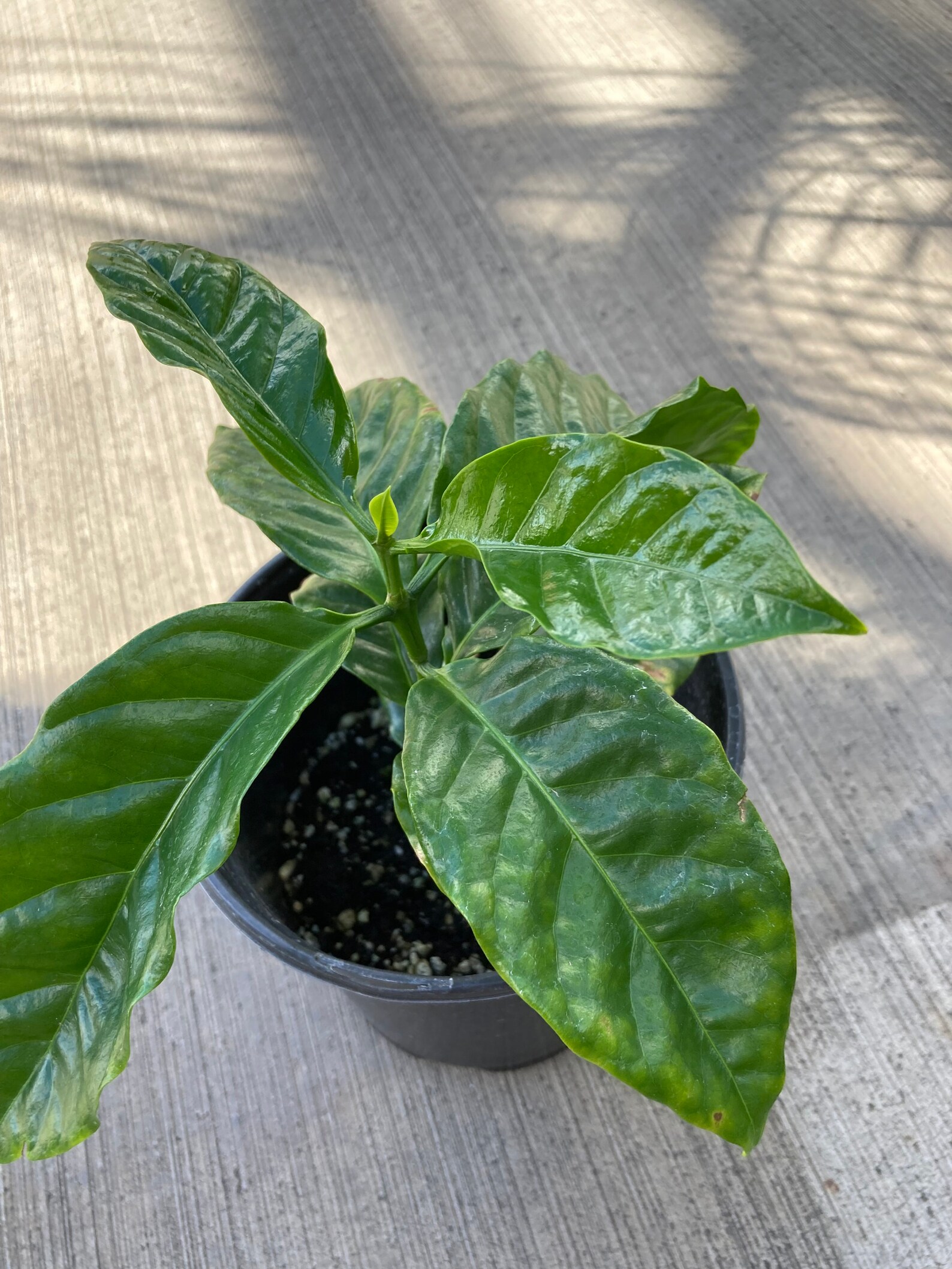 Kona Coffee Plant de Hawaii 1 galón Etsy