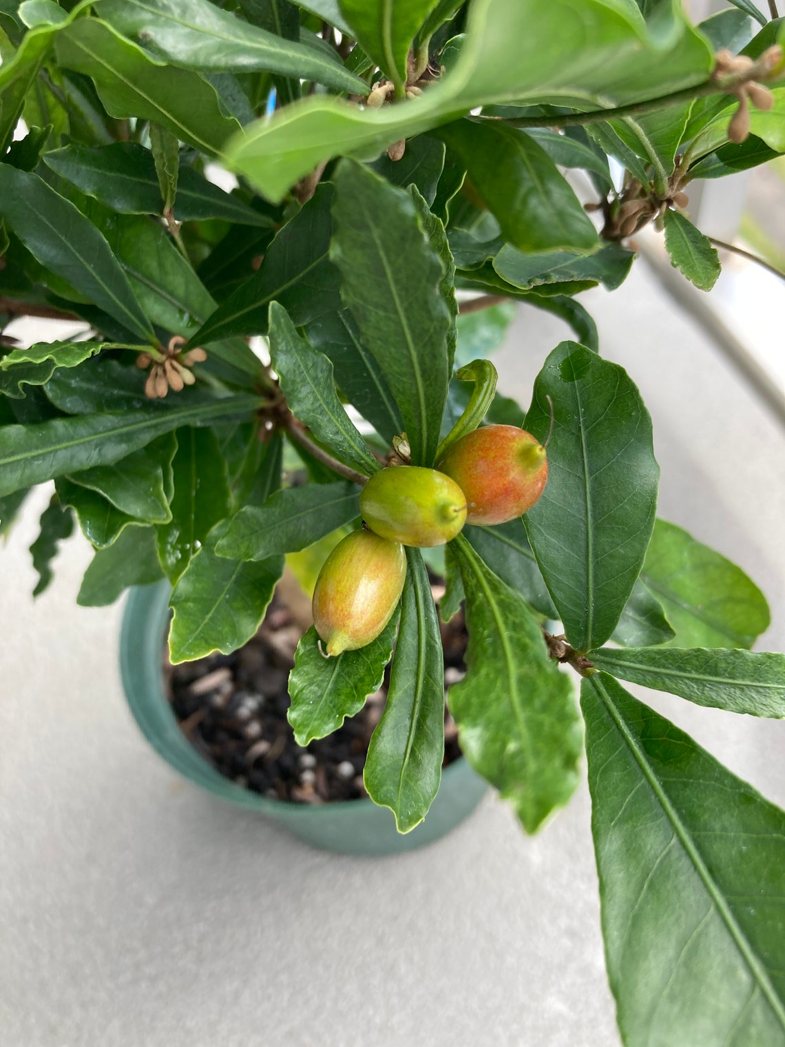 Sale Miracle Berry fruit Plant Synsepalum dulcificum Fruiting Etsy