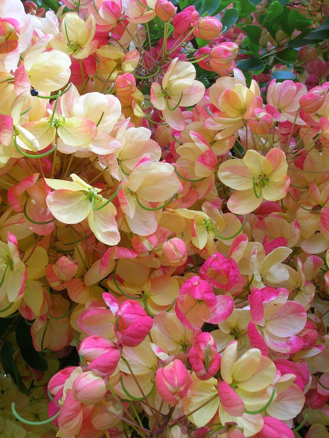 50 Rainbow Shower Tree seeds from Hawaii Etsy