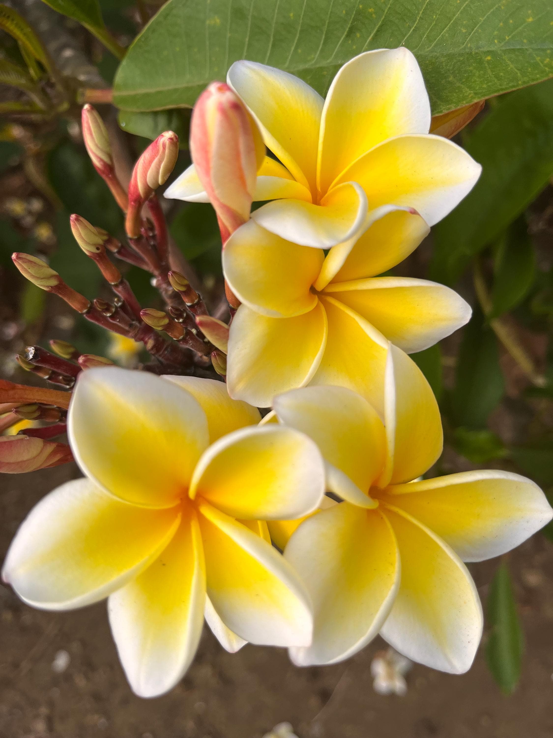 Hawaiian Plumeria Gift Exotic Fragrant Frangipani 