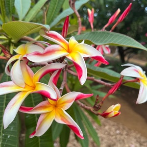 May include: Close-up of frangipani flowers with white petals edged in red and yellow centres. The flowers are in full bloom, with some buds visible. Green leaves and stems are in the background.
