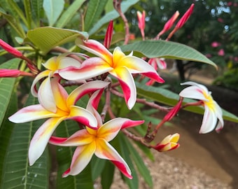 Fragrant Frangipani 