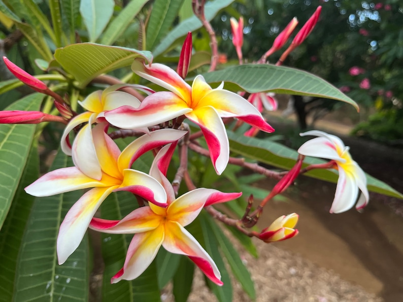 May include: Close-up of frangipani flowers with white petals edged in red and yellow centres. The flowers are in full bloom, with some buds visible. Green leaves and stems are in the background.
