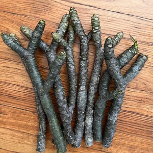 May include: A collection of dark green and grey tree branches with textured bark. The branches are arranged in a bundle, with some showing small buds at the tips. The branches are on a wooden surface.