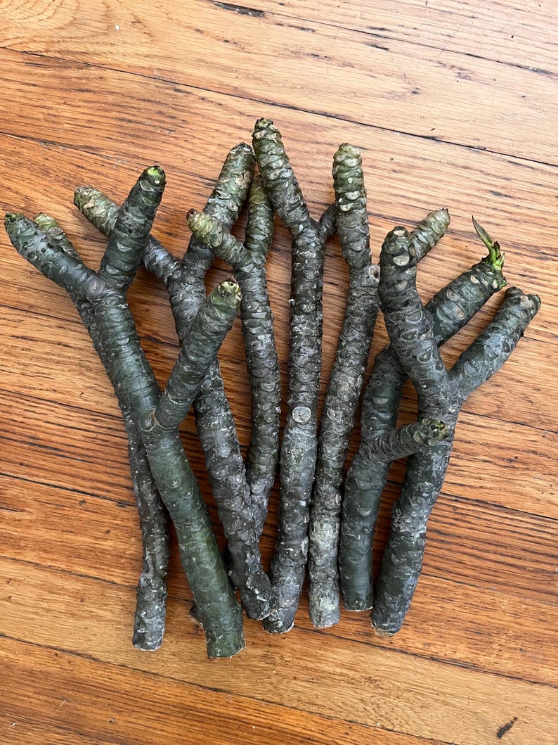 May include: A collection of dark green and grey tree branches with textured bark. The branches are arranged in a bundle, with some showing small buds at the tips. The branches are on a wooden surface.