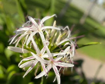 phlox plant seeds Wild Blue Phlox Seeds (Phlox divaricata)