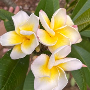 PLUMERIE - FRANGIPANI – Oasi Tropicale In Valcuvia - Foto 4