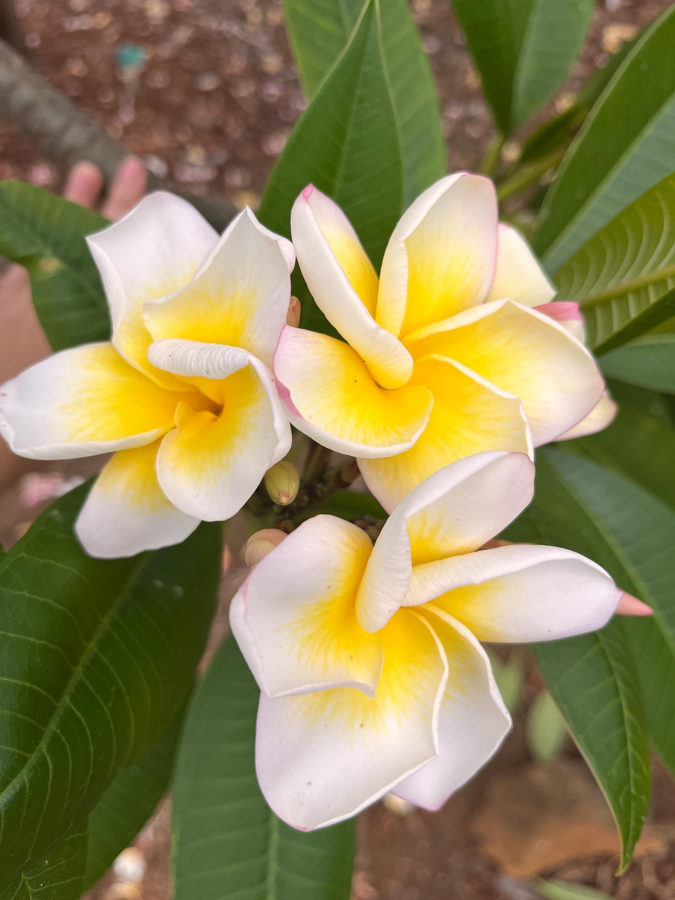 Hawaiian Frangipani Plumeria Gift Cutting Yellow Cindy Moragne