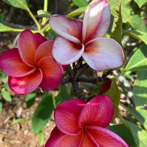 Rare Multicolored Pink and Pink-light Colored Frangipani Plumeria Unrooted Cuttings 10-12 inch, Flower 3&quot;dia