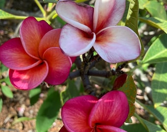 Rare Multicolored Pink and Pink-light Colored Frangipani Plumeria Unrooted Cuttings 10-12 inch, Flower 3&quot;dia