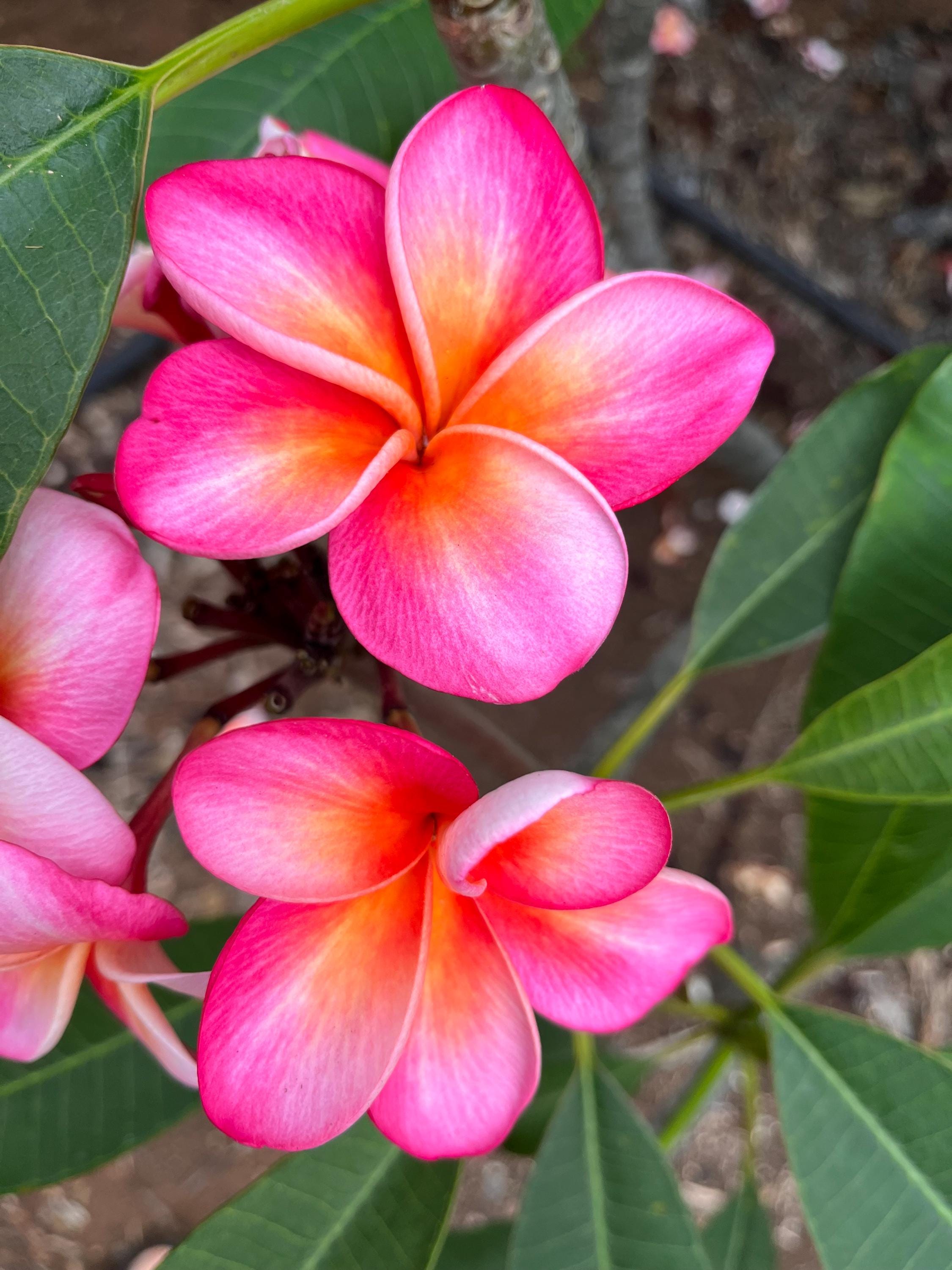 Hawaiian Frangipani Plumeria Cutting 