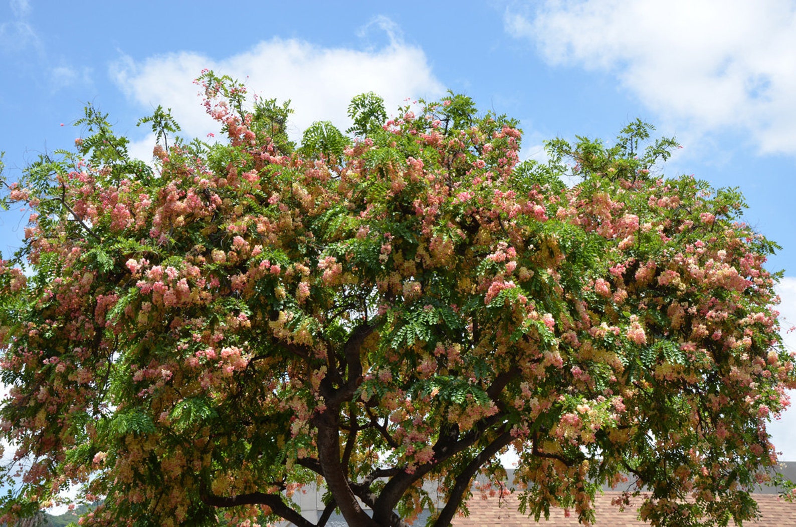 50 Rainbow Shower Tree seeds from Hawaii Etsy