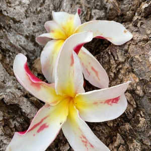 May include: Two white plumeria flowers with yellow centres and pink-red accents rest on a textured, brown surface. The flowers have five petals each, with the pink-red colour concentrated on the petal edges and veins.