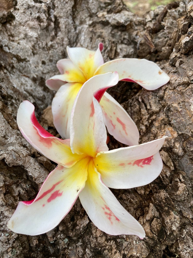 May include: Two white plumeria flowers with yellow centres and pink-red accents rest on a textured, brown surface. The flowers have five petals each, with the pink-red colour concentrated on the petal edges and veins.