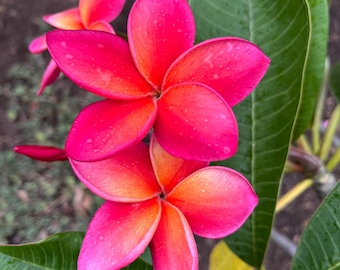 Mary Pakui Plumeria Frangipani Cutting  10-12"