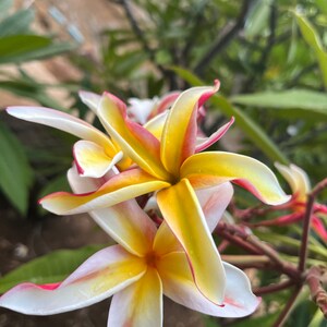 May include: Close-up of frangipani flowers with white petals edged in pink and yellow centres. The flowers are in full bloom, with a few buds visible. Green leaves and branches are in the background.