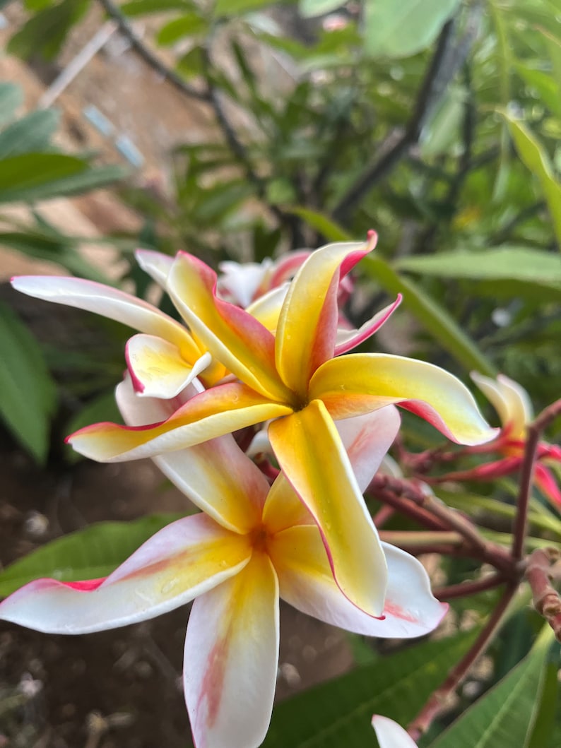 May include: Close-up of frangipani flowers with white petals edged in pink and yellow centres. The flowers are in full bloom, with a few buds visible. Green leaves and branches are in the background.