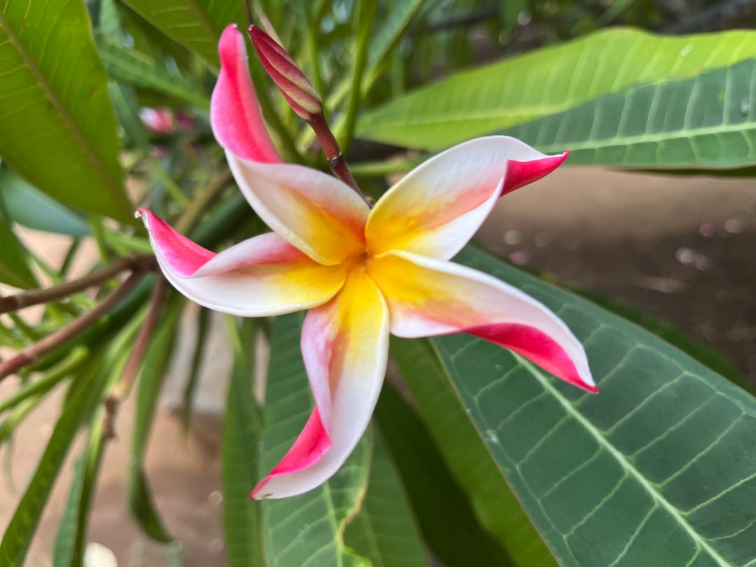 Fragrant Frangipani 
