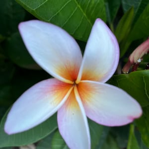 Frangipani Hawaiian Plumeria Cutting "King Kalakaua", White Orange Flower Plant 12-14”