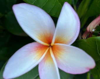 Frangipani Hawaiian Plumeria Cutting "King Kalakaua", White Orange Flower Plant 12-14”