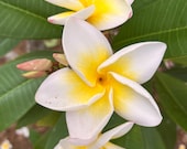 Hawaiian Frangipani Plumeria CINDY MORAGNE Yellow Unrooted Cutting